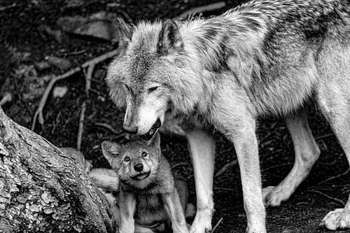 Wolfvin met baby 