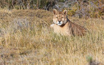 Puma disturbed at afternoon nap