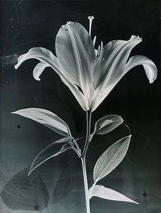 Photo artistique en noir et blanc d'une fleur blanche surexposée - Style vintage et photographie surréaliste