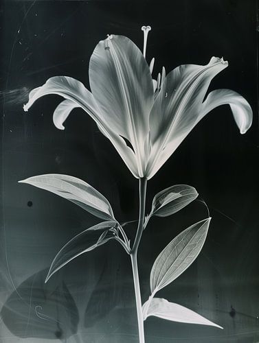 Artistieke Zwart-Wit Foto van een Overbelichte Witte Bloem – Vintage Stijl en Surrealistische Fotografie