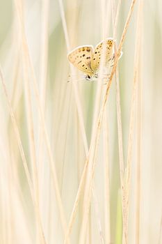 Brauner Schmetterling zwischen Rohrstrohvegetation