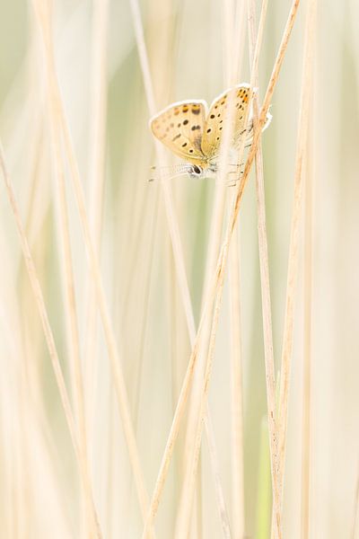 Brauner Schmetterling zwischen Rohrstrohvegetation von Thijs van den Burg