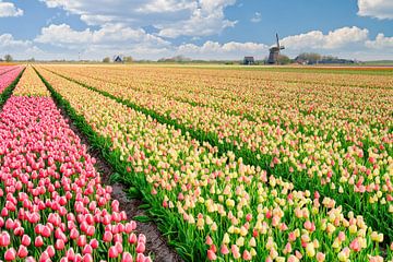 bunte Landschaft und Blumenfeld mit Tulpen