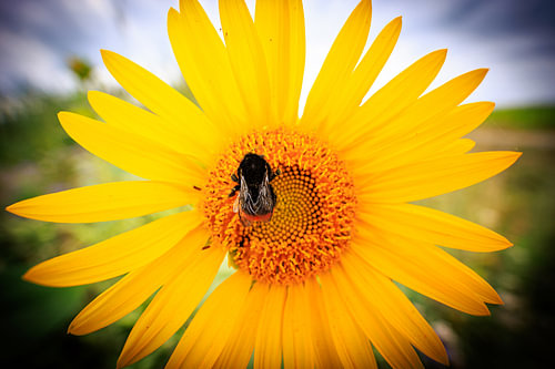 A bumblebee on a bright sunflower
