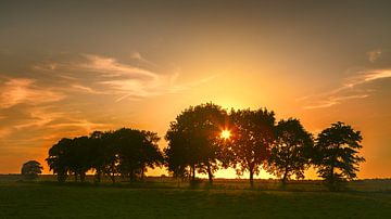 Evening In The Onlanden - Sun Through The Trees by R Smallenbroek