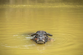 Wasserbüffel im Fluss