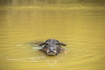 Waterbuffel in rivier
