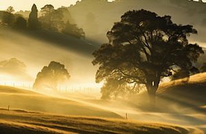 Morgennebel im Herbst