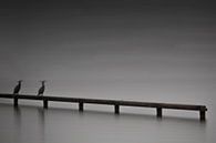Birds at the Loosdrecht lakes - Minimalism by Phillipson Photography thumbnail