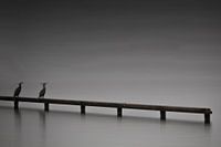 Birds at the Loosdrecht lakes - Minimalism