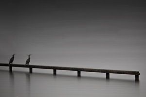 Vogels bij de Loosdrechtse Plassen - Minimalisme van Phillipson Photography