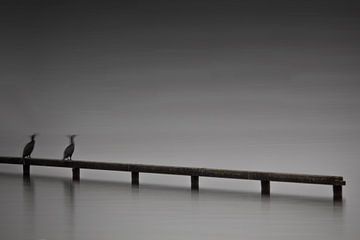 Vogels bij de Loosdrechtse Plassen - Minimalisme van Phillipson Photography