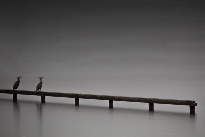 Birds at the Loosdrecht lakes - Minimalism by Phillipson Photography