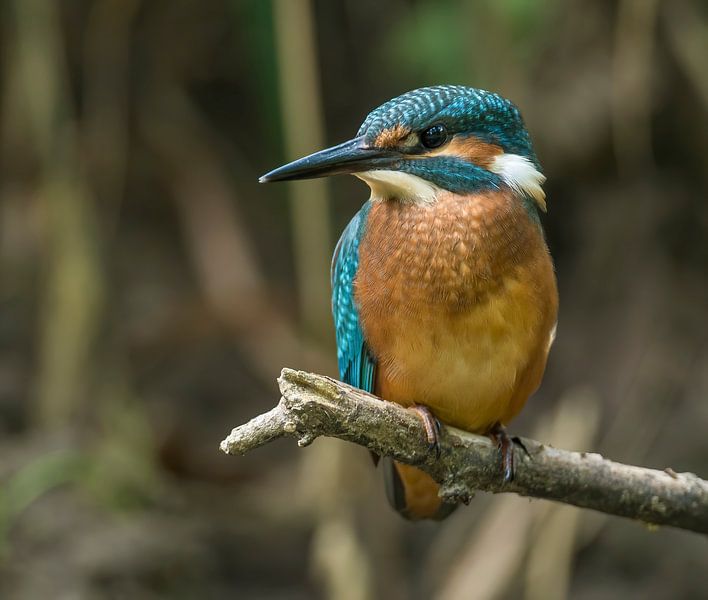 Ijsvogel van Robbie Nijman