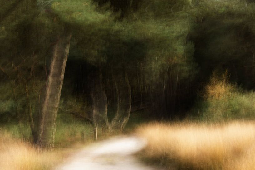 Heidekröte von Ingrid Van Damme fotografie