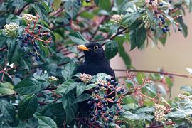 Blackbird in the middle of a tree with berries by Patrick