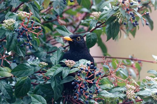 Amsel in der Mitte eines Baumes mit Beeren