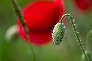 Die Geburt einer Mohnblume
