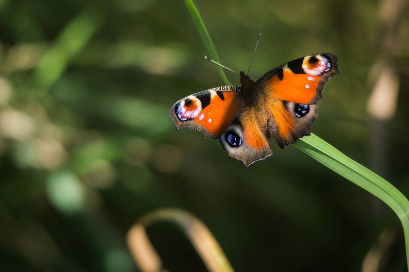 Dagpauwoog by Wolbert Erich