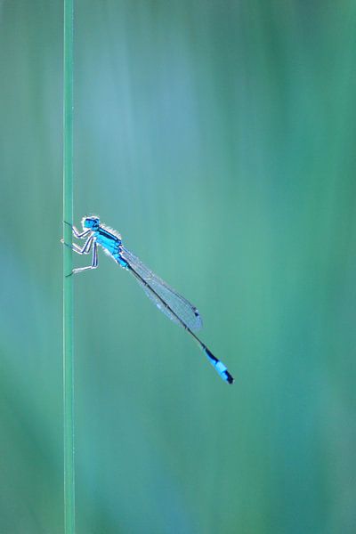 Macro photo of dragonfly in cool backlight by Gert van Lagen
