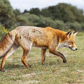 Fox in the Amsterdam Water Supply Dunes by Sander Jacobs