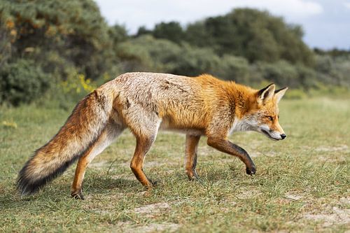 Vos in de Amsterdamse Waterleidingduinen