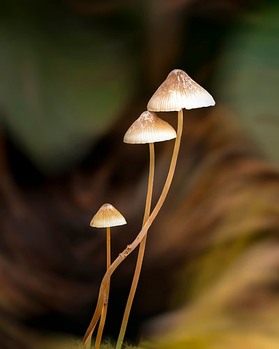 Kleine Waldbewohner