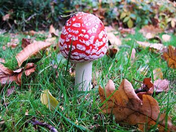 mushroom in the grass