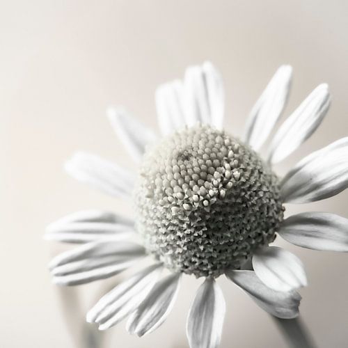 Magritte monochrome close up