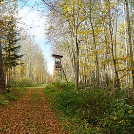 Waldweg im Herbst von Toni Stauche