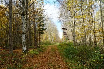 Chemin forestier en automne