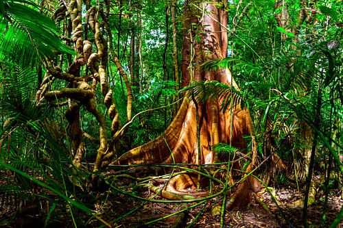 Boomstam in tropisch regenwoud