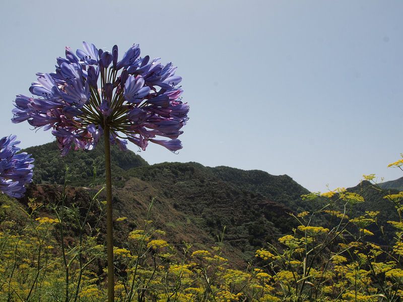 Parque Rural de Anaga by Annie Lausberg-Pater