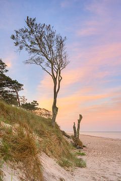 Boom op het Darßer Weststrand