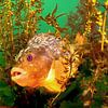 Lumpfish between the Japanese currant algae by Filip Staes