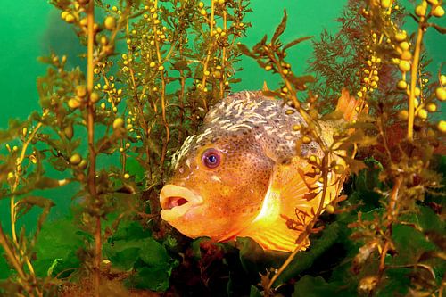 Lumpfish between the Japanese currant algae