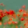 Summer 2022 with poppies von Andreas Wemmje