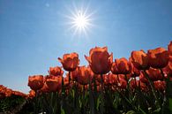 Rode tulpen in de Zon van Ruud van der Lubben thumbnail