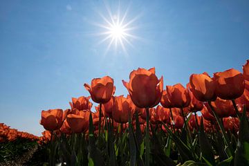 Rode tulpen in de Zon by Ruud van der Lubben