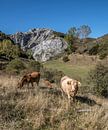 Grazende koeien in het berglandschap van de Picos de Europa van Harrie Muis thumbnail