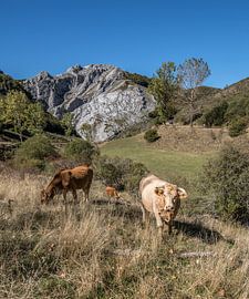 Grazing cows in the mountainous landscape of the Picos de Europa by Harrie Muis