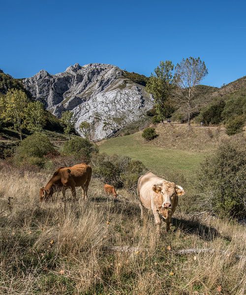Grazende koeien in het berglandschap van de Picos de Europa van Harrie Muis