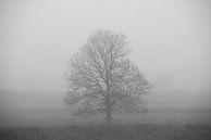 Tree in the fog Gasteren Drenthe by Rick Goede thumbnail
