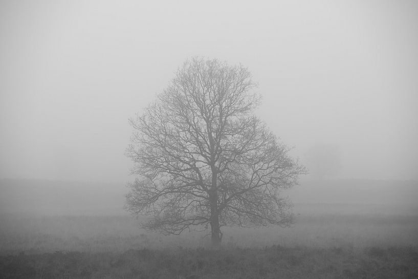 Tree in the fog Gasteren Drenthe by Rick Goede