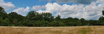 Juniper thicket on the klencke for an oak wall by Wim vd Neut