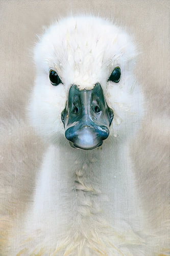 A swan’s chick