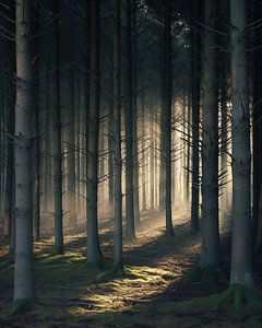 Romantisches Licht im Wald