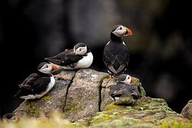 Papageientaucher, Fratercula arctica. Schottische Küste.