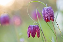 Fritillaria