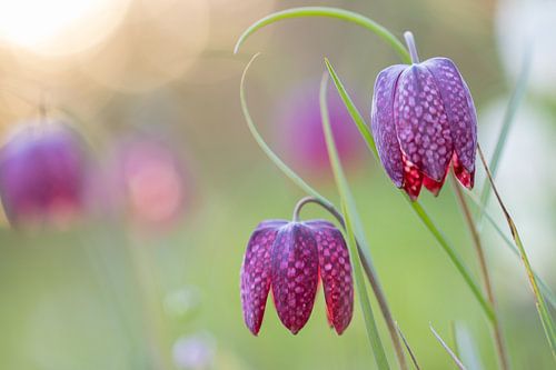 Fritillaria